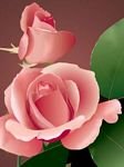 pic for beautiful pink rose